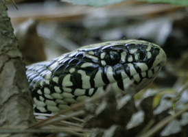 Eastern King Snake